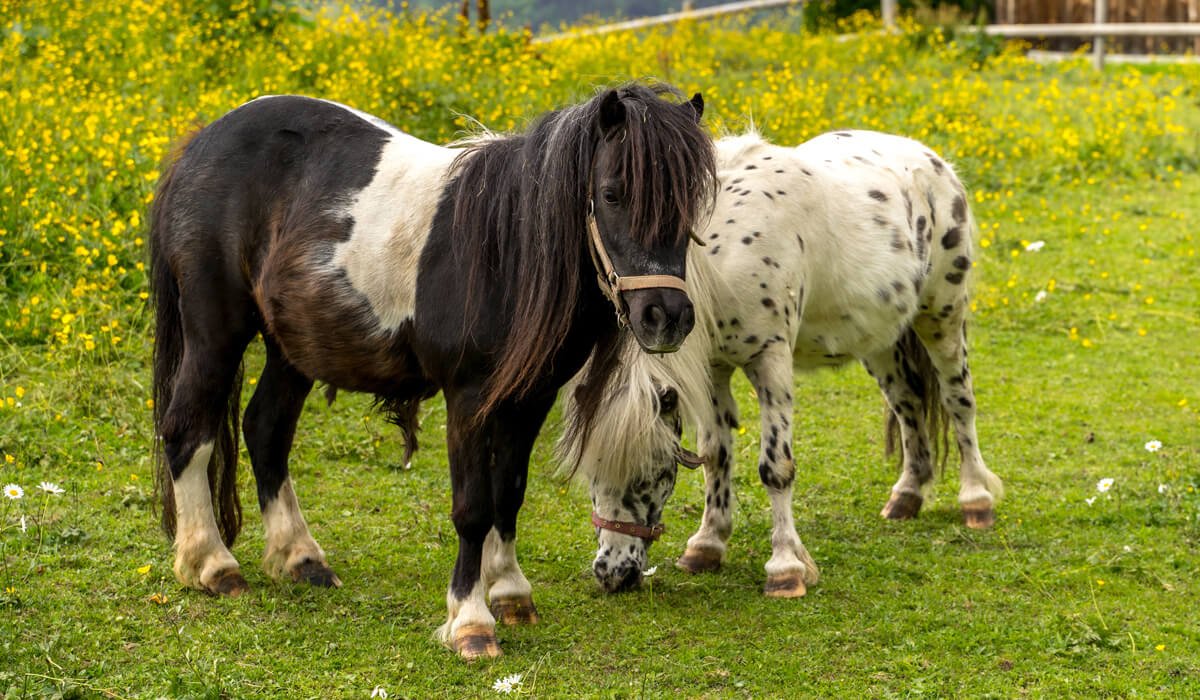 Okul ve Okul Öncesi Eğitim Kurumlarına At/Pony Gezinti Hizmeti